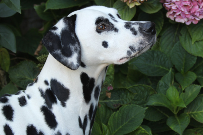 Обои картинки фото животные, собаки, далматинец