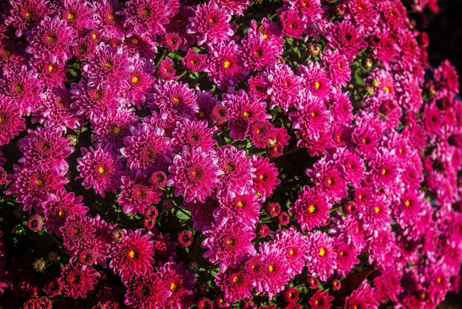 Обои картинки фото цветы, хризантемы, малиновый, много