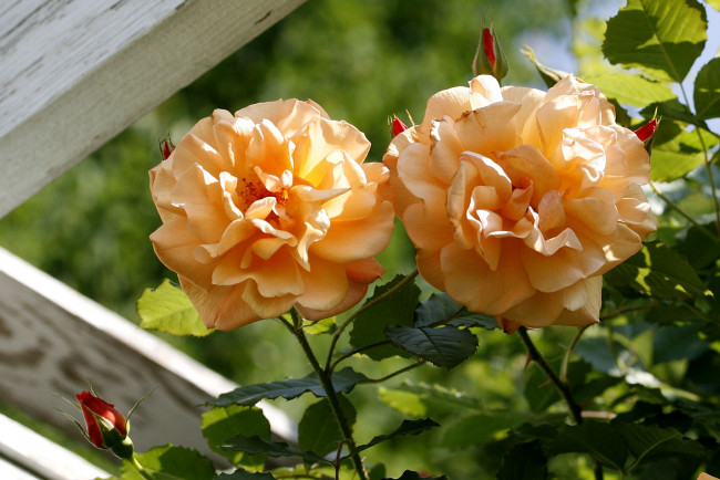 Обои картинки фото цветы, розы, оранжевый