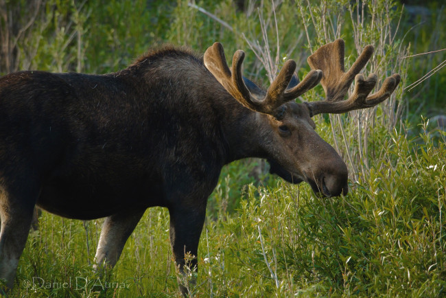 Обои картинки фото животные, лоси, рога
