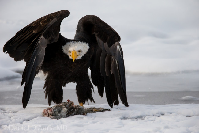 Обои картинки фото животные, птицы, хищники, добыча, крылья, хищник, орлан