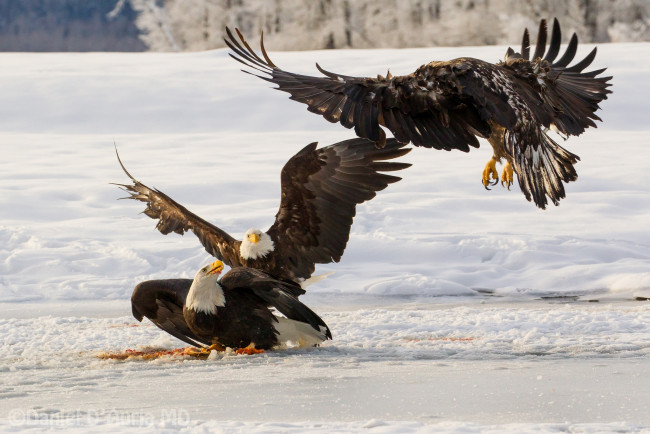 Обои картинки фото животные, птицы, хищники, орланы, добыча, полет, драка