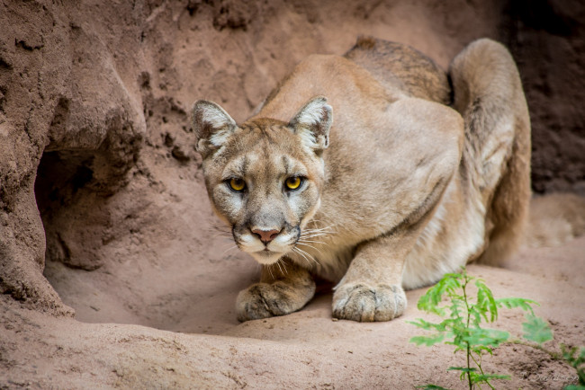 Обои картинки фото животные, пумы, горный, лев, готовность, настороженность
