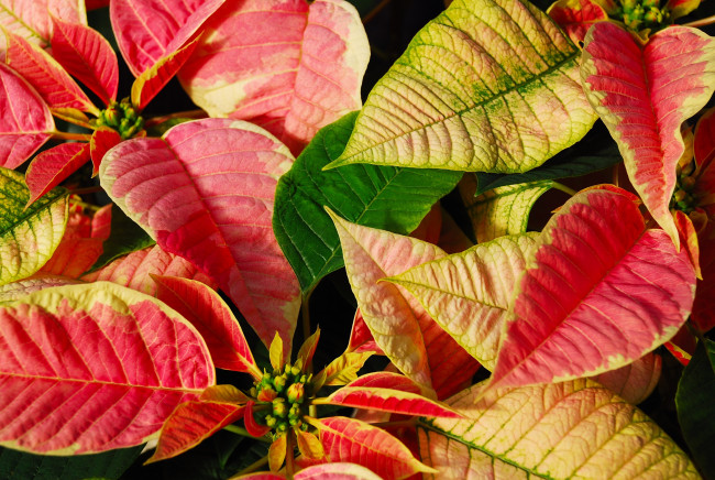 Обои картинки фото цветы, пуансеттия, листья