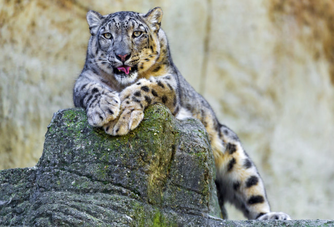 Обои картинки фото животные, снежный, барс, ирбис, язык, камень