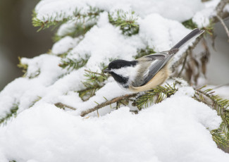 Картинка животные синицы +лазоревки снег синичка