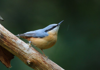Картинка животные поползни птичка