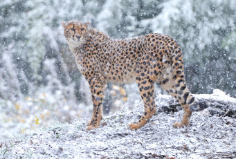 Картинка животные гепарды снег