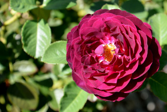 Картинка цветы розы круглый