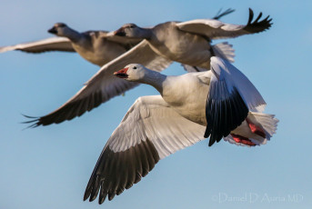 Картинка животные гуси полет