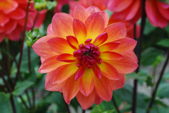 Картинка цветы георгины лепестки