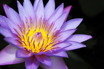 Картинка цветы лилии+водяные +нимфеи +кувшинки nelumbo nucifera