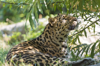 Картинка животные леопарды кошка