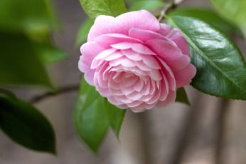 Картинка цветы камелии розовый