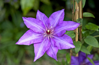 Картинка цветы клематис+ ломонос макро