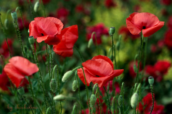 Картинка цветы маки красный