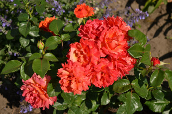 Картинка цветы розы куст