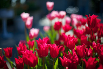 Картинка цветы тюльпаны красный