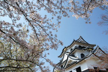 Картинка города замки+Японии сакура пагода