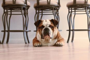 Картинка животные собаки морда