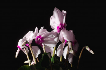 Картинка цветы цикламены розовый