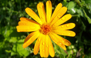 Картинка цветы календула лепестки капли