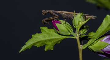 Картинка животные богомолы макро цветок
