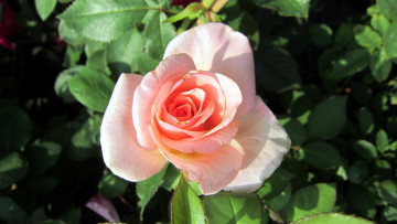 Картинка цветы розы одиночка