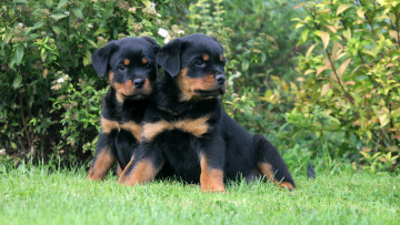 Картинка животные собаки щенки