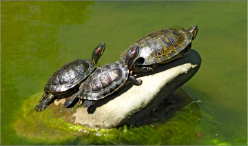 Картинка разное компьютерный+дизайн черепахи камень