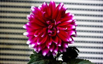 Картинка цветы георгины георгина