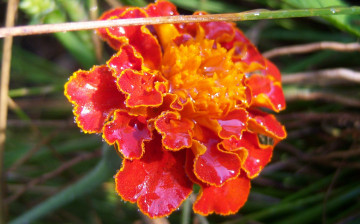 Картинка цветы бархатцы один оранджевый роса