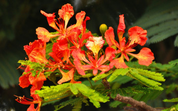 Картинка цветы делоникс+королевский+ огненное+дерево тропики