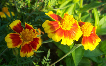 Картинка цветы бархатцы оранджевые