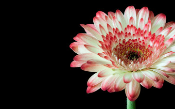 Картинка цветы герберы лепестки