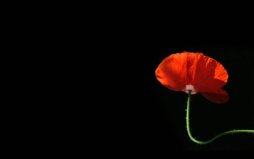 Картинка цветы маки лепестки
