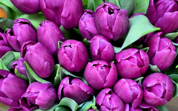 Картинка цветы тюльпаны лиловый