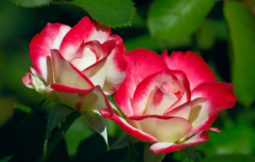 Картинка цветы розы пестрый