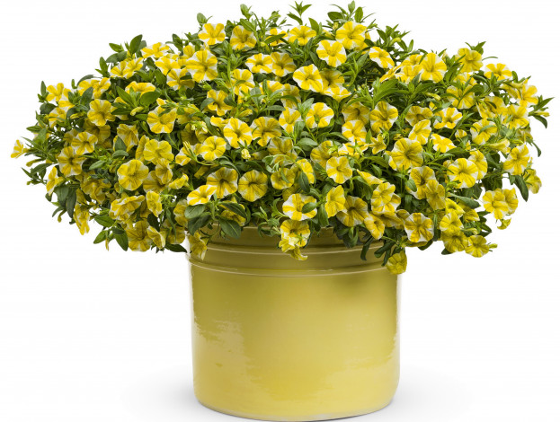 Обои картинки фото цветы, петунии,  калибрахоа, петунья, calibrachoa, ведро