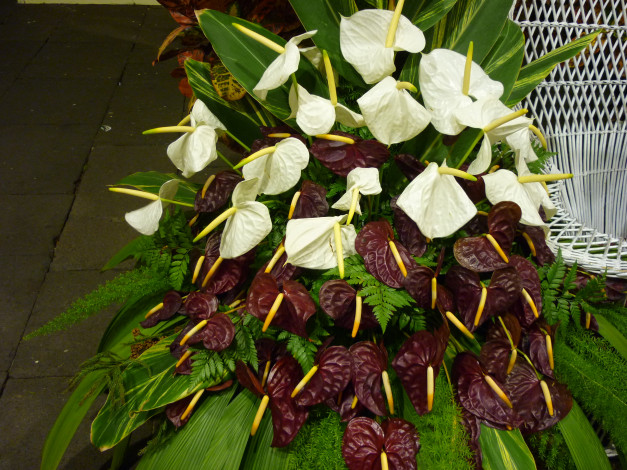 Обои картинки фото цветы, антуриум , цветок фламинго, композиция