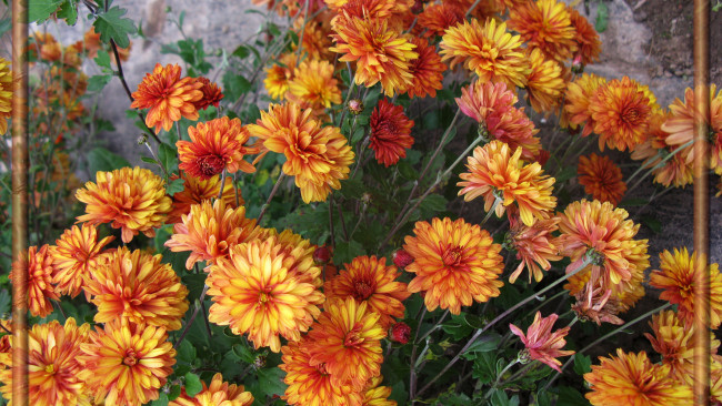 Обои картинки фото цветы, хризантемы, лепестки