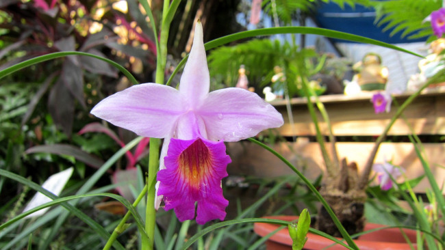 Обои картинки фото цветы, орхидеи, экзотика