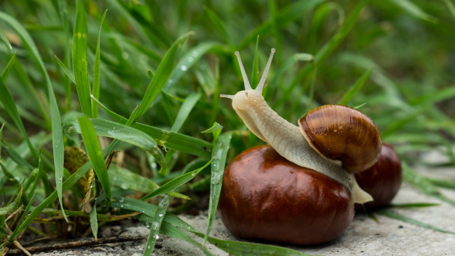Обои картинки фото животные, улитки, каштан, рожки