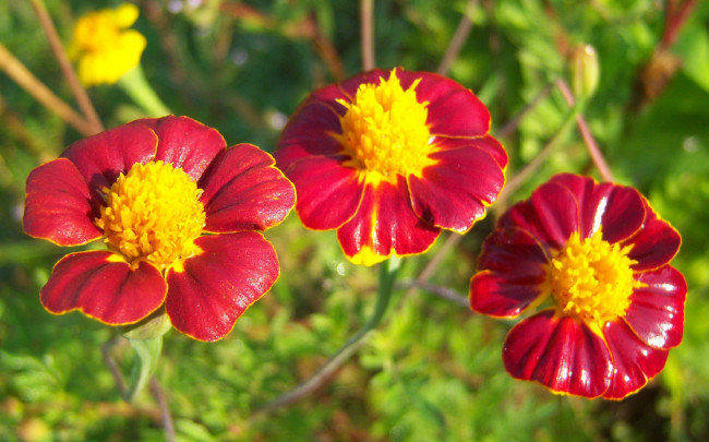Обои картинки фото цветы, бархатцы, трио