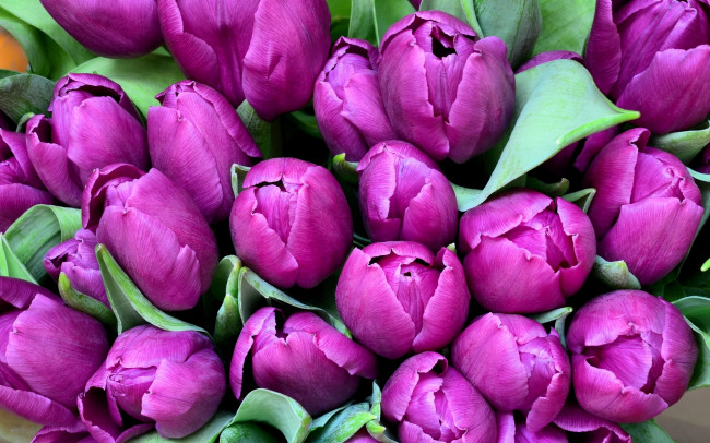 Обои картинки фото цветы, тюльпаны, лиловый