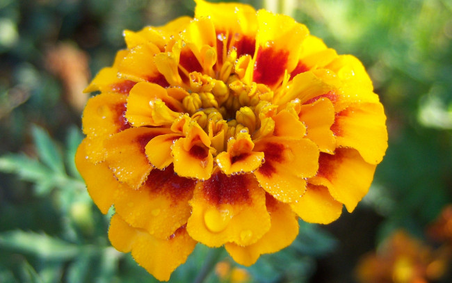 Обои картинки фото цветы, бархатцы, двухцветный