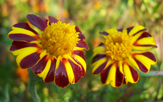 Обои картинки фото цветы, бархатцы, полоски, капельки