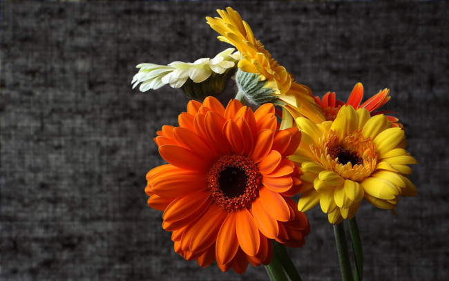 Обои картинки фото цветы, герберы, лепестки