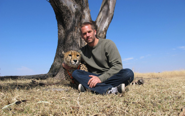 Обои картинки фото paul walker, мужчины, дерево