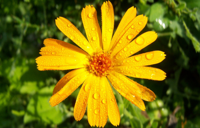 Обои картинки фото цветы, календула, лепестки, капли